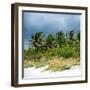 View a Forest of Palm Trees along the Beach during a Tropical Storm - Miami - Florida-Philippe Hugonnard-Framed Photographic Print