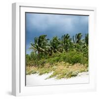 View a Forest of Palm Trees along the Beach during a Tropical Storm - Miami - Florida-Philippe Hugonnard-Framed Photographic Print