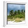 View a Forest of Palm Trees along the Beach during a Tropical Storm - Miami - Florida-Philippe Hugonnard-Framed Photographic Print