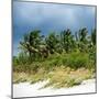 View a Forest of Palm Trees along the Beach during a Tropical Storm - Miami - Florida-Philippe Hugonnard-Mounted Photographic Print