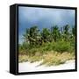 View a Forest of Palm Trees along the Beach during a Tropical Storm - Miami - Florida-Philippe Hugonnard-Framed Stretched Canvas