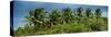 View a Forest of Palm Trees Trees during a Tropical Storm - Miami - Florida-Philippe Hugonnard-Stretched Canvas