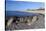 View Along Beach, Gammel Skagen, Jutland, Denmark, Scandinavia, Europe-Stuart Black-Stretched Canvas