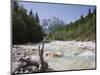 View Along Stony Shallow River Velika Pisnca to Prisank Mountain, Dolina, Slovenia-Pearl Bucknell-Mounted Photographic Print