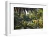 View along the palm-fringed Avon River in Christchurch Botanic Gardens, Christchurch, Canterbury, S-Ruth Tomlinson-Framed Premium Photographic Print