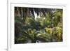 View along the palm-fringed Avon River in Christchurch Botanic Gardens, Christchurch, Canterbury, S-Ruth Tomlinson-Framed Photographic Print