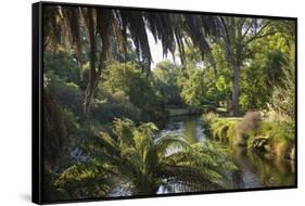 View along the palm-fringed Avon River in Christchurch Botanic Gardens, Christchurch, Canterbury, S-Ruth Tomlinson-Framed Stretched Canvas