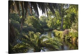 View along the palm-fringed Avon River in Christchurch Botanic Gardens, Christchurch, Canterbury, S-Ruth Tomlinson-Stretched Canvas