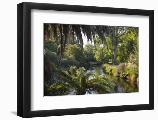 View along the palm-fringed Avon River in Christchurch Botanic Gardens, Christchurch, Canterbury, S-Ruth Tomlinson-Framed Photographic Print