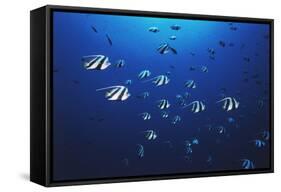 View at School of Fish Longfin Bannerfish-Stuart Westmorland-Framed Stretched Canvas