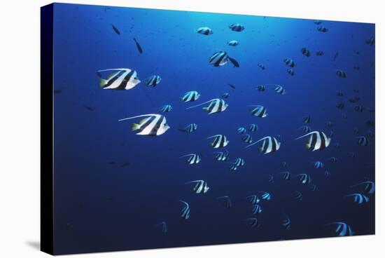 View at School of Fish Longfin Bannerfish-Stuart Westmorland-Stretched Canvas