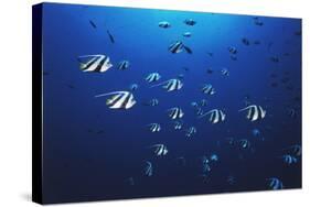 View at School of Fish Longfin Bannerfish-Stuart Westmorland-Stretched Canvas
