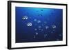 View at School of Fish Longfin Bannerfish-Stuart Westmorland-Framed Photographic Print