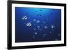 View at School of Fish Longfin Bannerfish-Stuart Westmorland-Framed Photographic Print