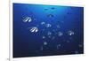 View at School of Fish Longfin Bannerfish-Stuart Westmorland-Framed Photographic Print