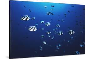 View at School of Fish Longfin Bannerfish-Stuart Westmorland-Stretched Canvas