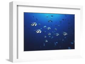 View at School of Fish Longfin Bannerfish-Stuart Westmorland-Framed Photographic Print