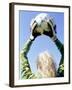 View from Behind of a Girl Holding a Soccer Ball-Steve Cicero-Framed Photographic Print