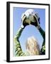 View from Behind of a Girl Holding a Soccer Ball-Steve Cicero-Framed Photographic Print