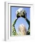 View from Behind of a Girl Holding a Soccer Ball-Steve Cicero-Framed Photographic Print