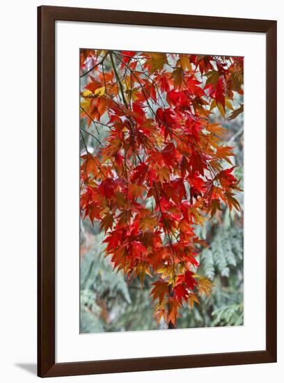View from beneath red leaves of Japanese Maple in Fall-Darrell Gulin-Framed Photographic Print