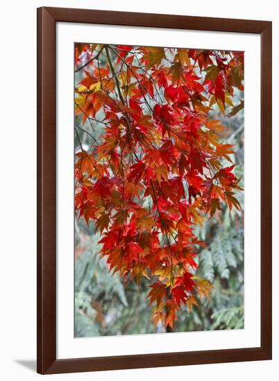 View from beneath red leaves of Japanese Maple in Fall-Darrell Gulin-Framed Photographic Print