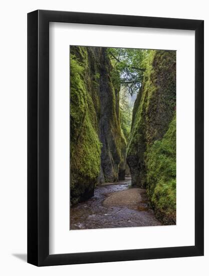 View from bottom of Oneonta Gorge, Columbia River Gorge National Scenic Area, Oregon-Adam Jones-Framed Photographic Print