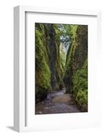 View from bottom of Oneonta Gorge, Columbia River Gorge National Scenic Area, Oregon-Adam Jones-Framed Photographic Print