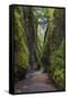 View from bottom of Oneonta Gorge, Columbia River Gorge National Scenic Area, Oregon-Adam Jones-Framed Stretched Canvas