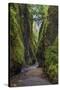 View from bottom of Oneonta Gorge, Columbia River Gorge National Scenic Area, Oregon-Adam Jones-Stretched Canvas