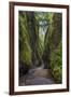 View from bottom of Oneonta Gorge, Columbia River Gorge National Scenic Area, Oregon-Adam Jones-Framed Photographic Print