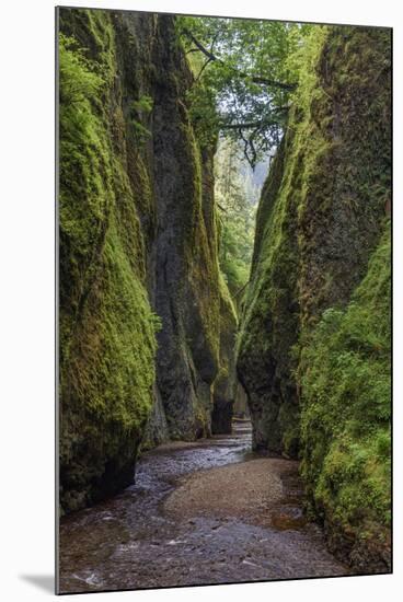 View from bottom of Oneonta Gorge, Columbia River Gorge National Scenic Area, Oregon-Adam Jones-Mounted Photographic Print