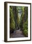 View from bottom of Oneonta Gorge, Columbia River Gorge National Scenic Area, Oregon-Adam Jones-Framed Photographic Print