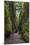 View from bottom of Oneonta Gorge, Columbia River Gorge National Scenic Area, Oregon-Adam Jones-Mounted Photographic Print