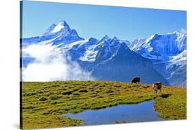 View from First to Bernese Alps, Grindelwald, Bernese Oberland, Canton of Bern, Switzerland, Europe-Hans-Peter Merten-Stretched Canvas