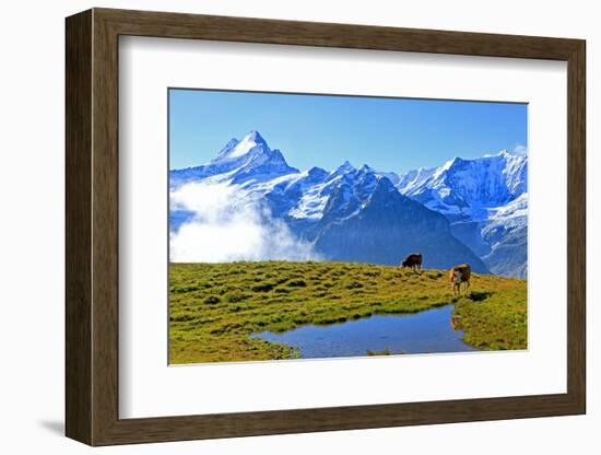 View from First to Bernese Alps, Grindelwald, Bernese Oberland, Canton of Bern, Switzerland, Europe-Hans-Peter Merten-Framed Photographic Print