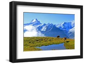 View from First to Bernese Alps, Grindelwald, Bernese Oberland, Canton of Bern, Switzerland, Europe-Hans-Peter Merten-Framed Photographic Print