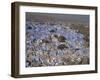 View from Fort of Blue Houses of Brahmin Caste Residents of City, Jodhpur, Rajasthan State, India-Harding Robert-Framed Photographic Print