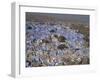 View from Fort of Blue Houses of Brahmin Caste Residents of City, Jodhpur, Rajasthan State, India-Harding Robert-Framed Photographic Print