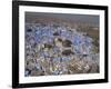 View from Fort of Blue Houses of Brahmin Caste Residents of City, Jodhpur, Rajasthan State, India-Harding Robert-Framed Photographic Print