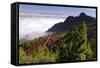 View from Mirador De La Cumbre, Parque Nacional Del Teide, Tenerife, Canary Islands, 2007-Peter Thompson-Framed Stretched Canvas