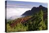 View from Mirador De La Cumbre, Parque Nacional Del Teide, Tenerife, Canary Islands, 2007-Peter Thompson-Stretched Canvas