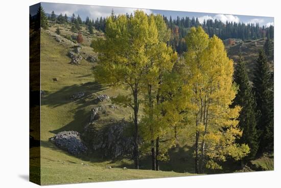 View from Plateau, Durmitor Np, Montenegro, October 2008-Radisics-Stretched Canvas