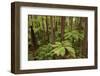 View from Redwoods Treewalk at The Redwoods (Whakarewarewa Forest), Rotorua, N Island, New Zealand-David Wall-Framed Photographic Print