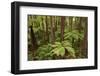 View from Redwoods Treewalk at The Redwoods (Whakarewarewa Forest), Rotorua, N Island, New Zealand-David Wall-Framed Photographic Print