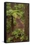 View from Redwoods Treewalk at The Redwoods (Whakarewarewa Forest), Rotorua, N Island, New Zealand-David Wall-Framed Stretched Canvas