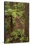 View from Redwoods Treewalk at The Redwoods (Whakarewarewa Forest), Rotorua, N Island, New Zealand-David Wall-Stretched Canvas