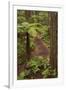 View from Redwoods Treewalk at The Redwoods (Whakarewarewa Forest), Rotorua, N Island, New Zealand-David Wall-Framed Photographic Print