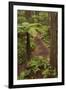 View from Redwoods Treewalk at The Redwoods (Whakarewarewa Forest), Rotorua, N Island, New Zealand-David Wall-Framed Photographic Print