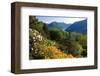 View from the Botanical Garden San Grato towards the Lake and Monte Bre Mountain-null-Framed Premium Giclee Print